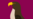 Falcon